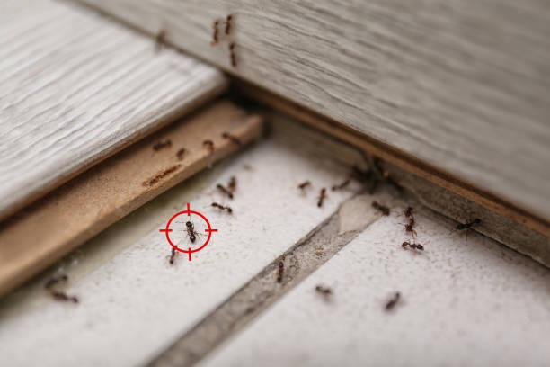Best Best Pest Control Companies  in Drain, OR
